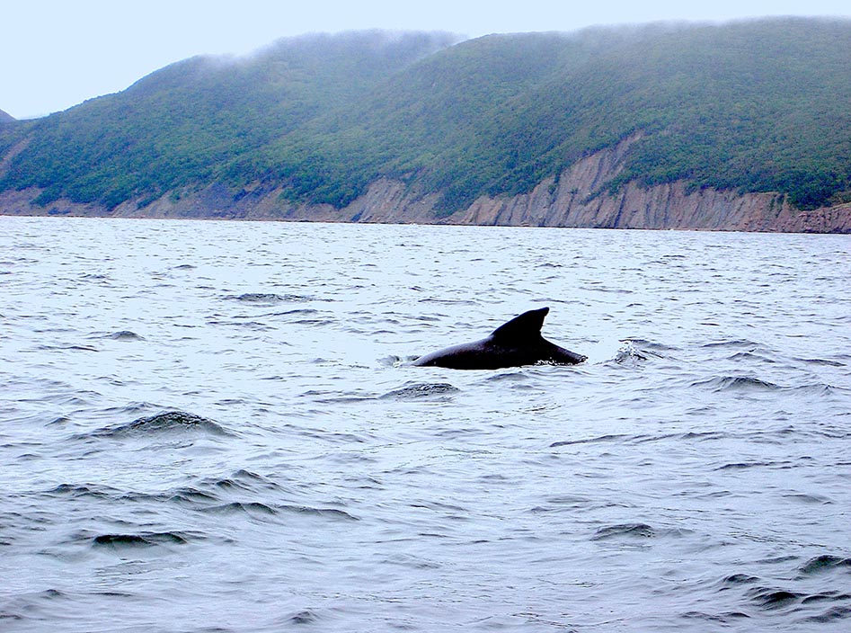 Pilot Whales,Pleasant Bay, Cape Breton