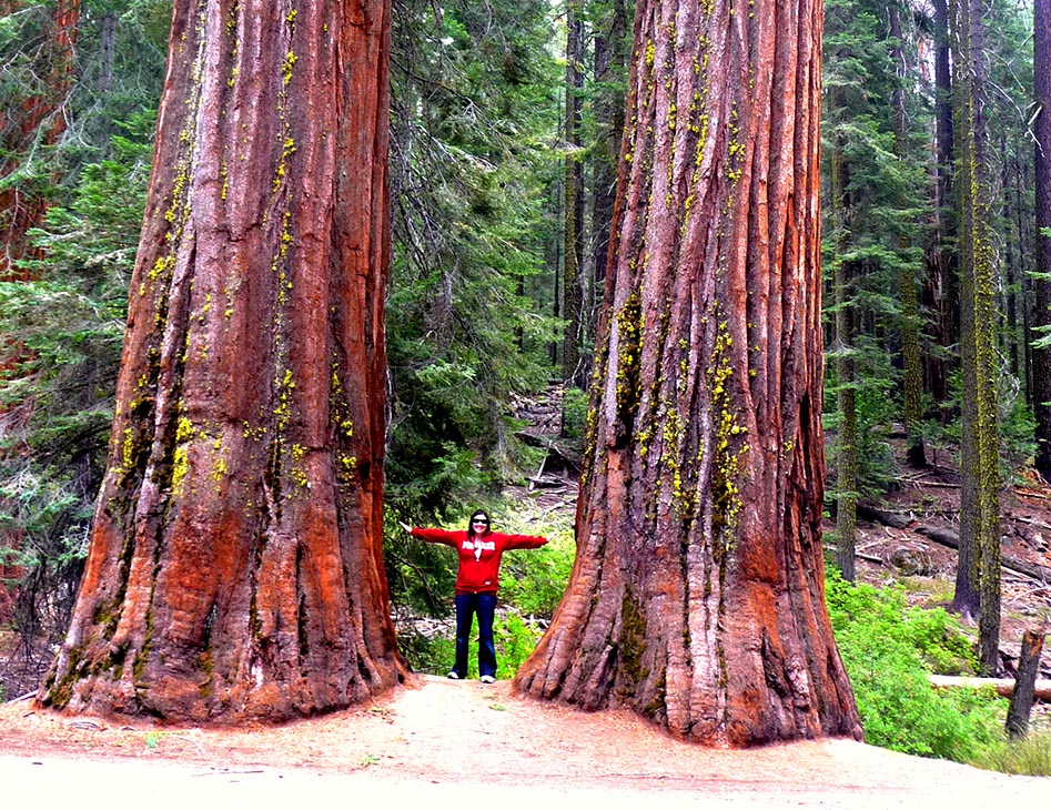 Dwarfed by the mighty Sequoia trees!