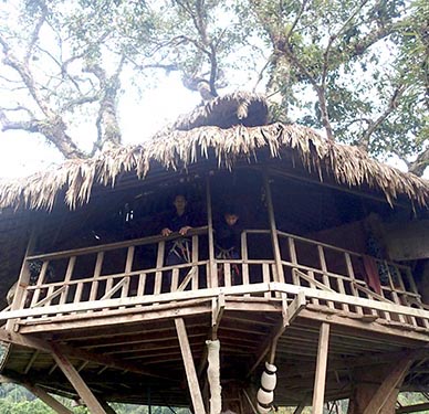 gibbon experience treehouse