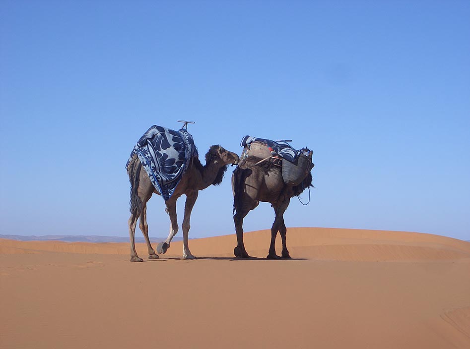 Morocco camel safari erg chebbi