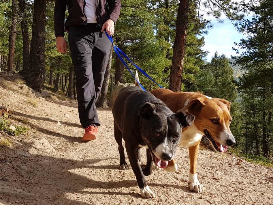 Trail Dogs Colorado