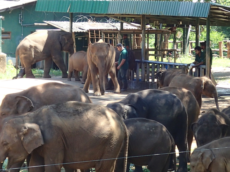 Feeding time at the elephant orphanage