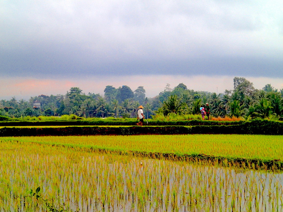 Rice farming near Babeck Resto