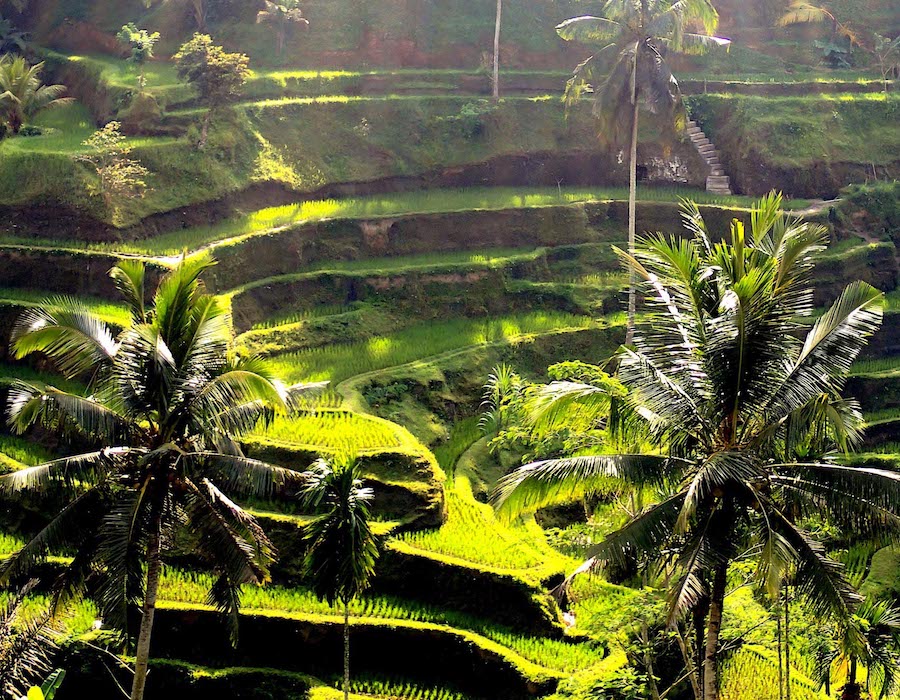 tegalalang rice paddy bali