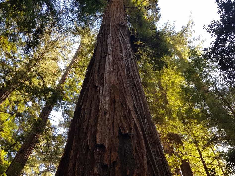 sonoma armstrong redwoods